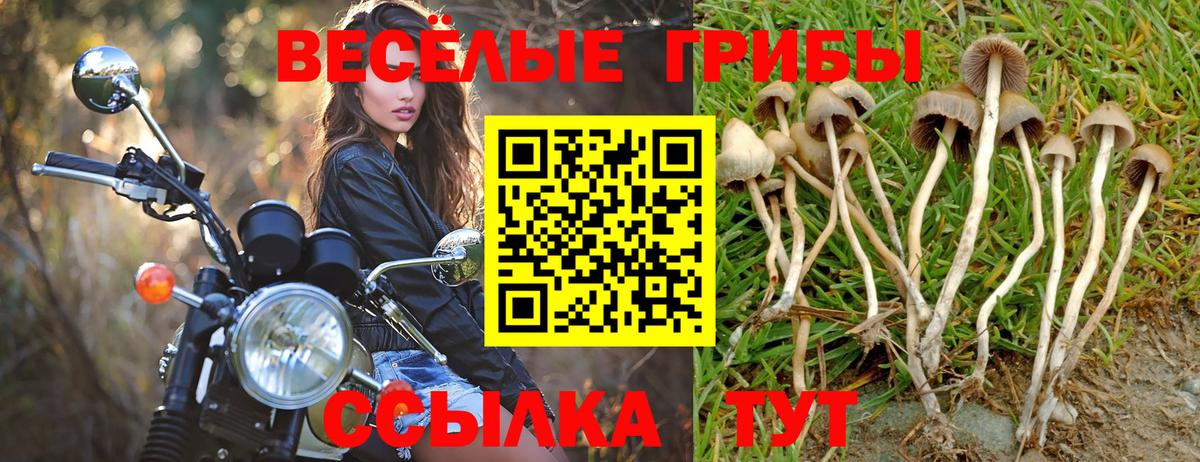 Галлюциногенные грибы Psilocybine cubensis Елабуга